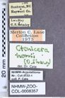 Etiketten zu Vittathous horni (Schwarz, 1907) (NHMW-ZOO-COL-0008357)